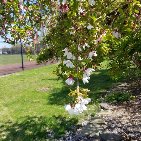 Vanessa - Picture 5 of 8